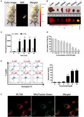 Mitochondria-Targeting Immunogenic Cell Death Inducer Improves the Adoptive T-Cell Therapy Against Solid Tumor